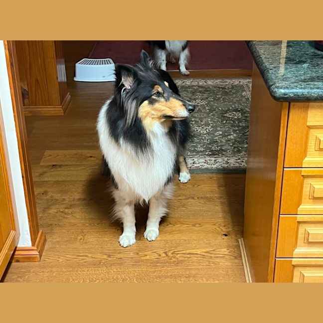 Photo of Odin