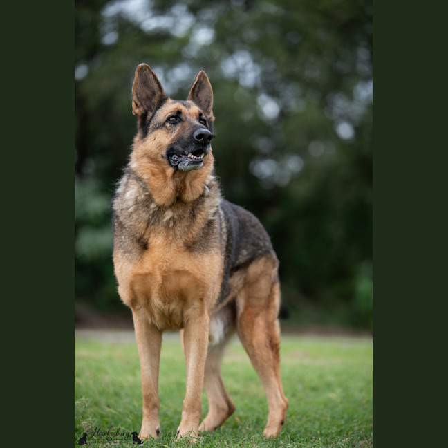 Photo of Ghost