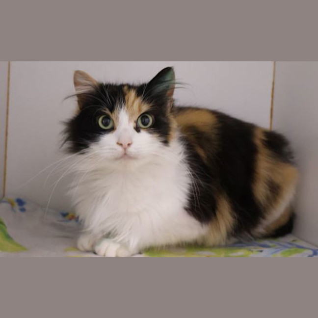 Photo of Wren