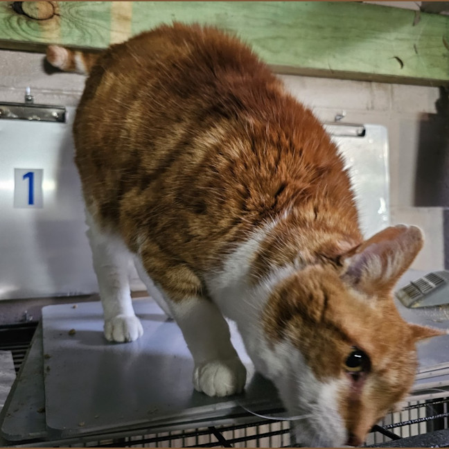 Photo of Fergus