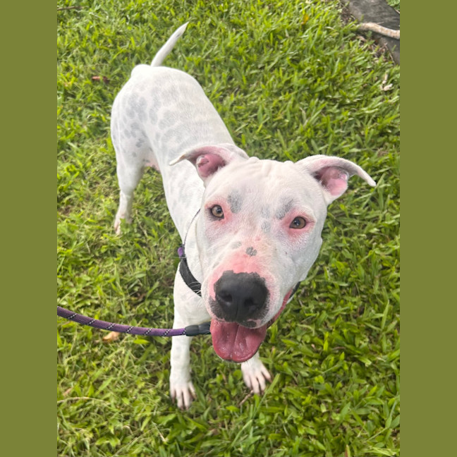 Photo of Periwinkle