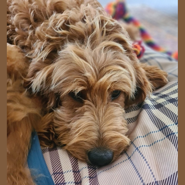 Photo of Murphy  Groodle