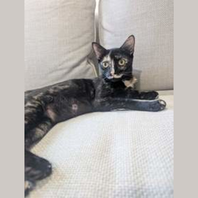 Photo of Olive