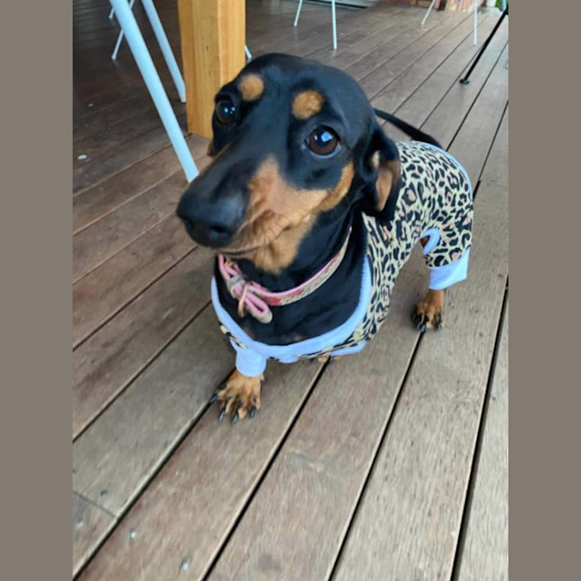 Photo of Cookie