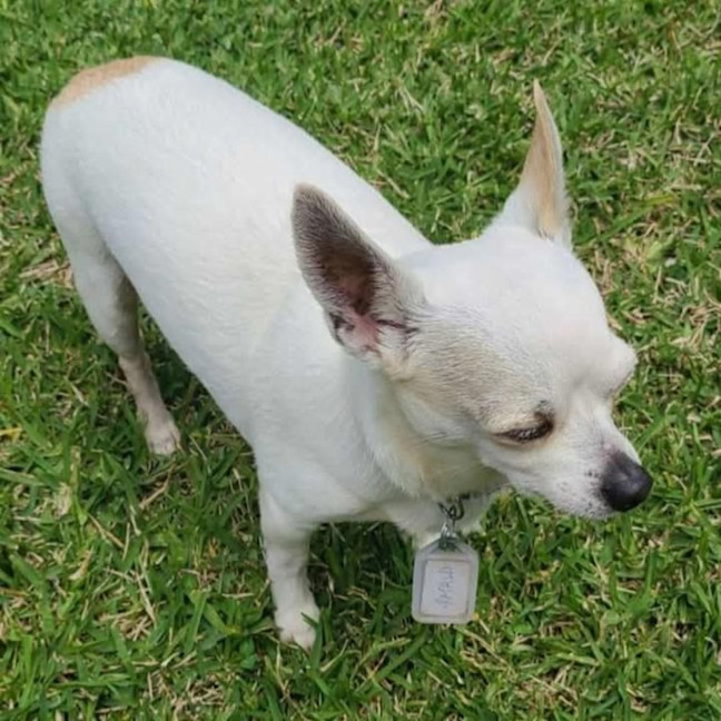 Photo of Patch & Nugget