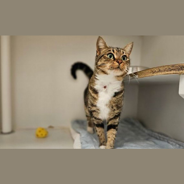 Photo of Pickle
