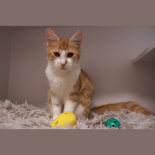 Photo of Peach