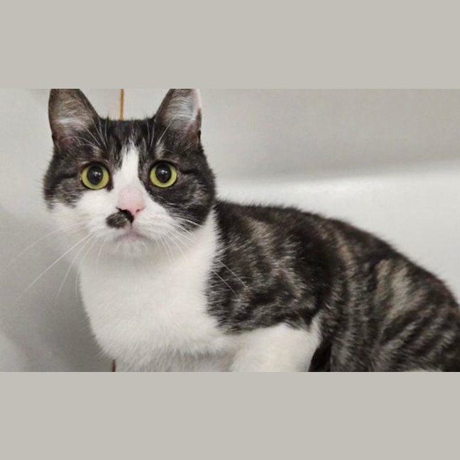 Photo of Meowgaret