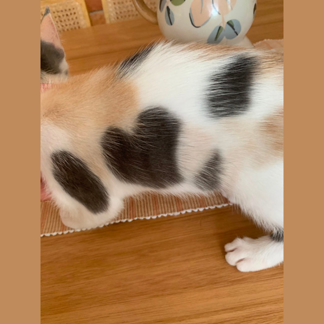 Photo of Chanel ❤️🎁❤️😽