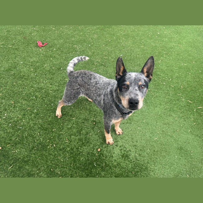 Photo of Patchy Imp 1783