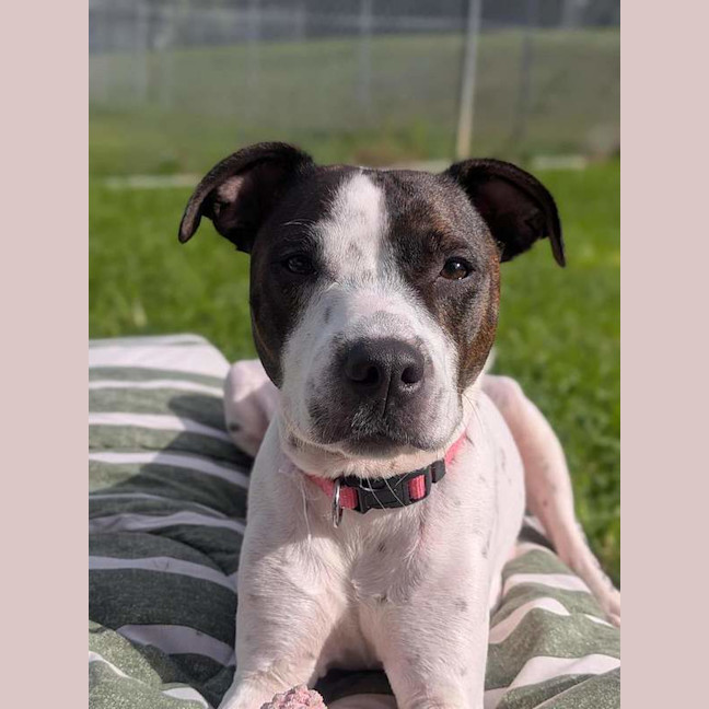 Photo of Gypsy