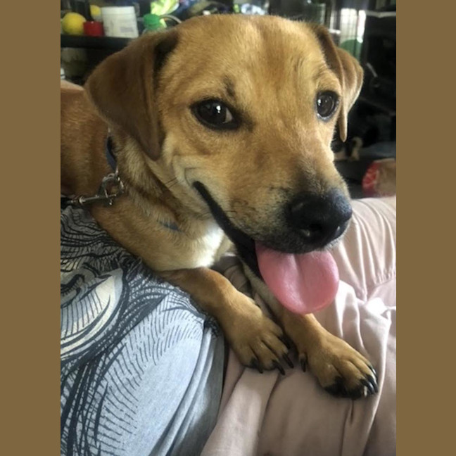 Photo of Ginger Meggs