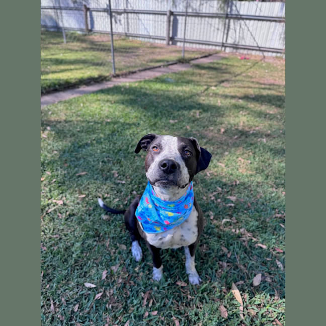 Photo of Freckles *$350 Adoption Fee* 