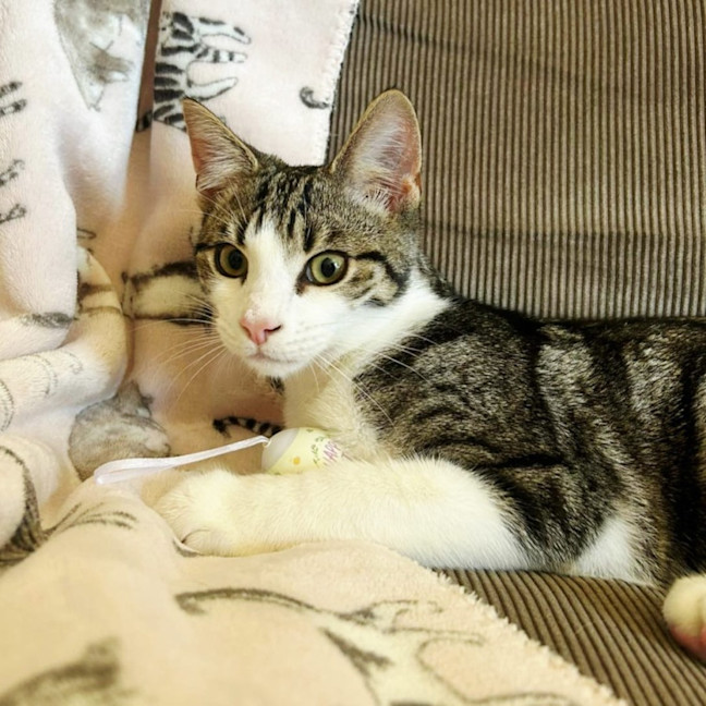 Photo of Tink