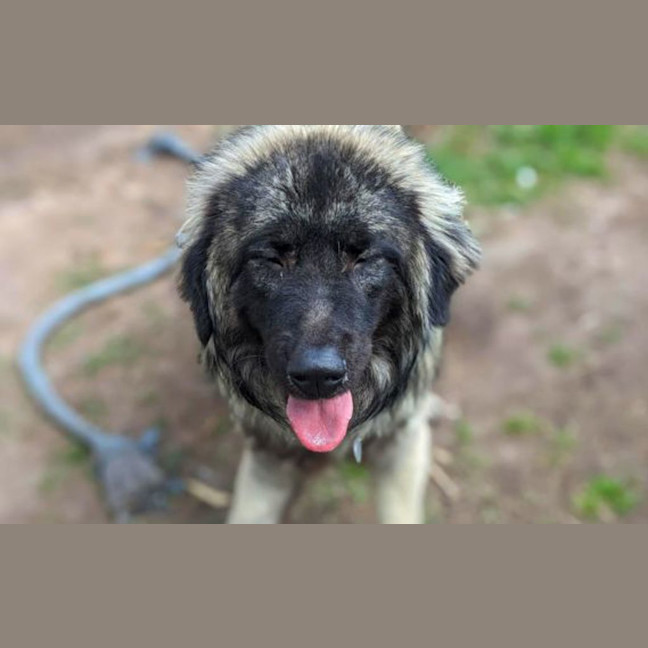 Photo of Hank