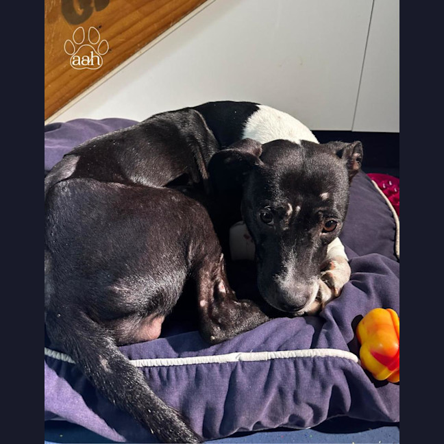 Photo of Pretzel 