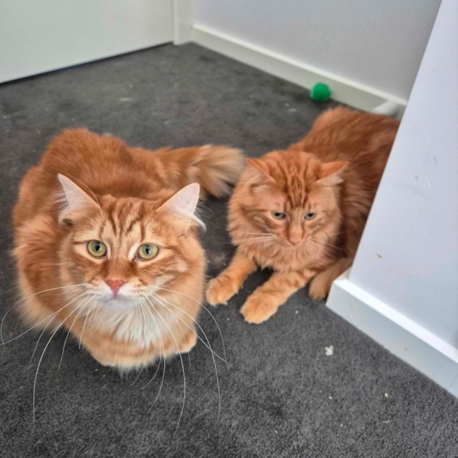 Photo of Sunny And Cheeto 