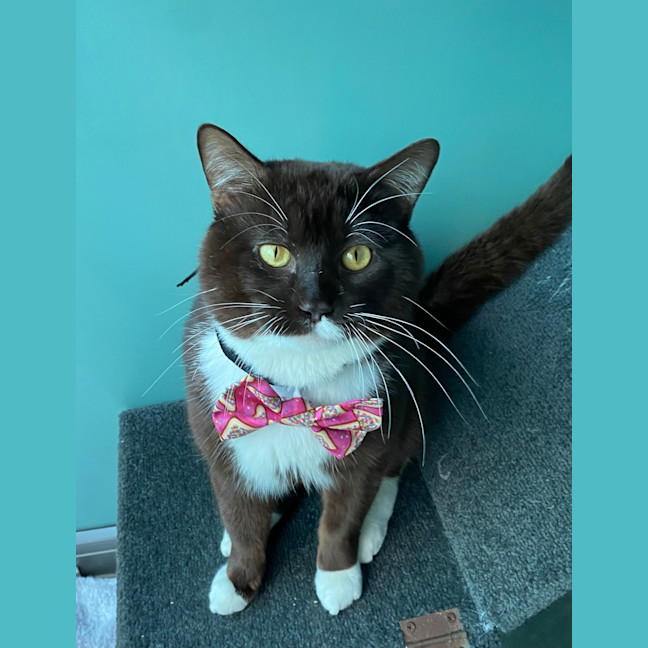 Photo of Brownie