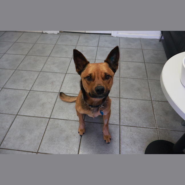 Photo of Scooter