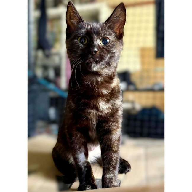 Photo of 12663   Lucy