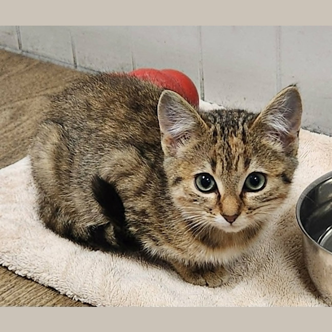 Photo of Jory (On Display At Vets On Parker, Templestowe)