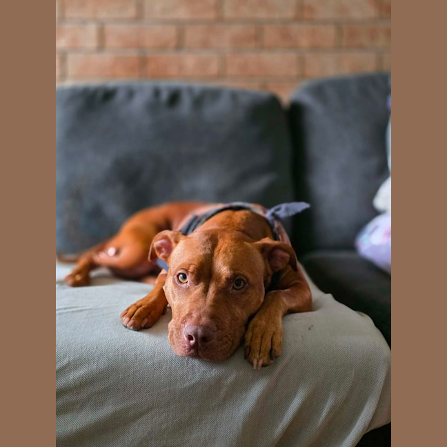 Photo of Shadow   7 Year Old Staffy X