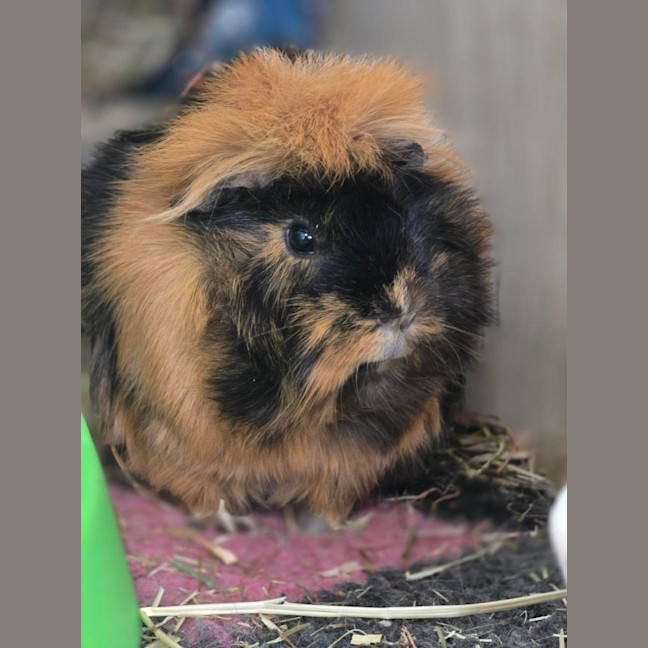 Photo of 🐽 Patch 7579 🐽