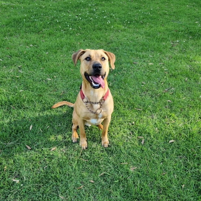 Photo of Bruno
