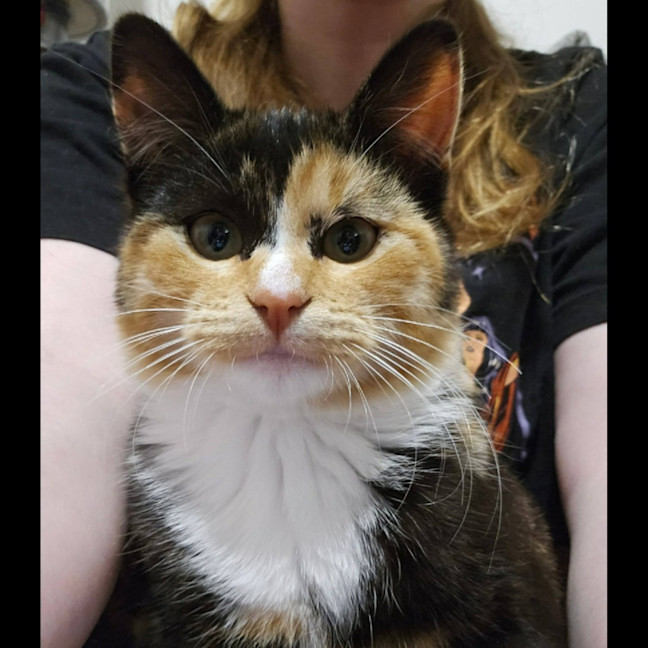 Photo of Button