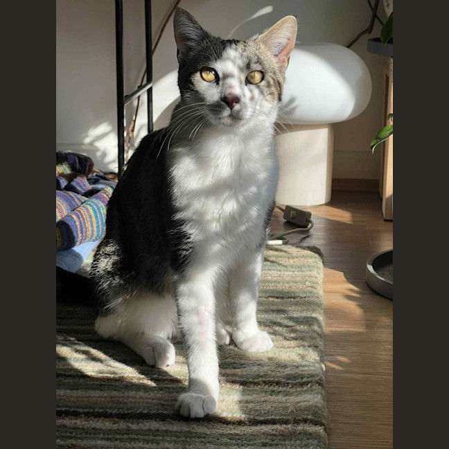 Photo of Fred   In Foster Care In Northcote