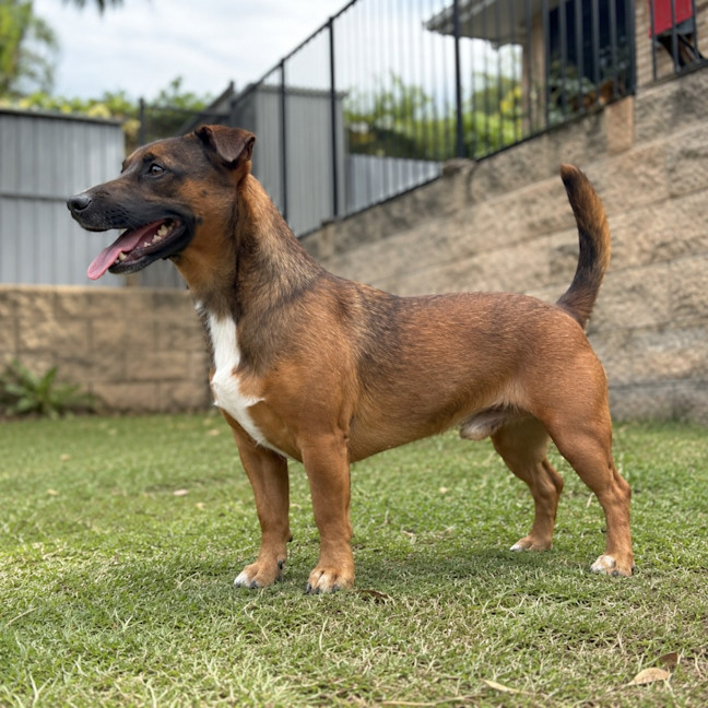 Photo of Scrappy