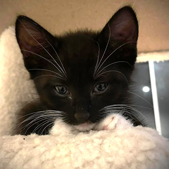 Photo of Cooper