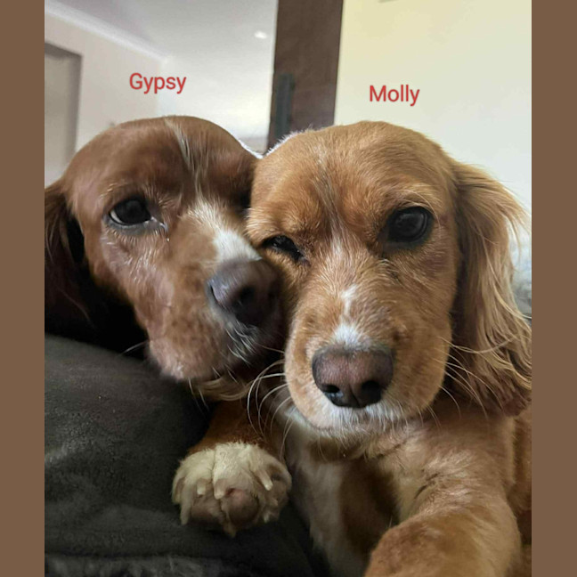 Photo of Gypsy & Molly   4 Year Old Cavoodles