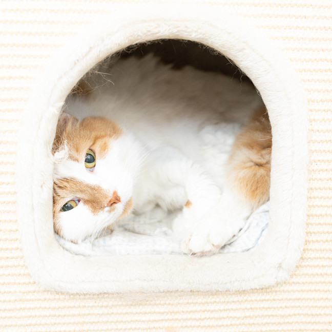 Photo of Nutmeg