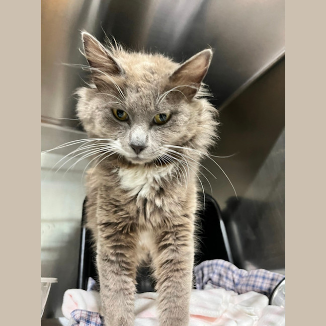 Photo of Meow Ly Cyrus