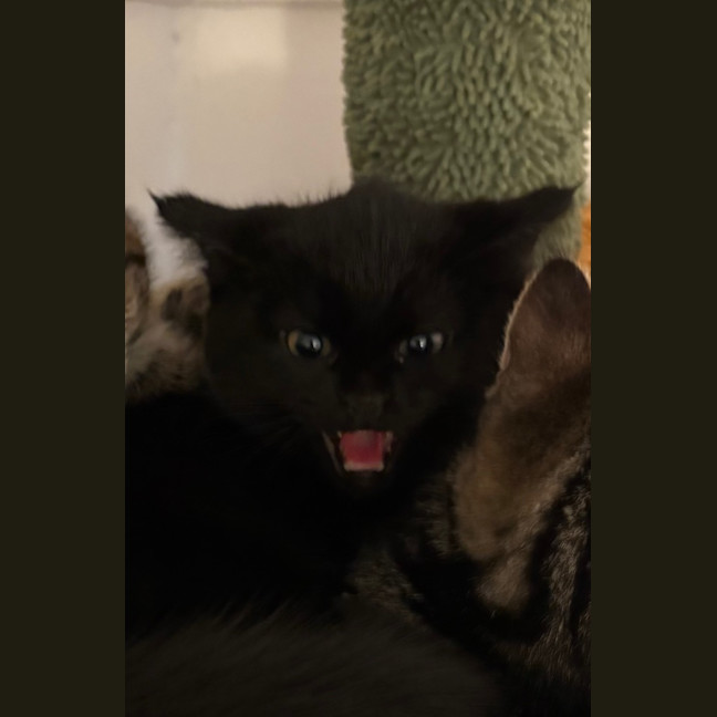 Photo of Jiji Mewell