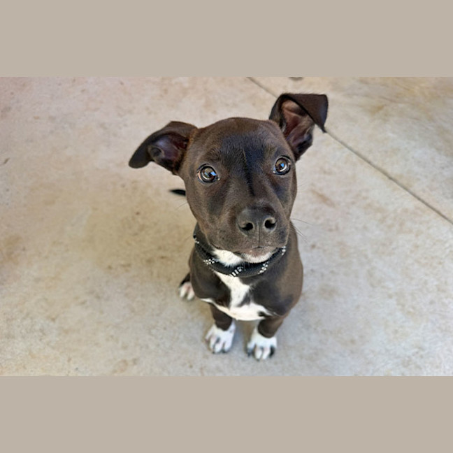 Photo of Pixie