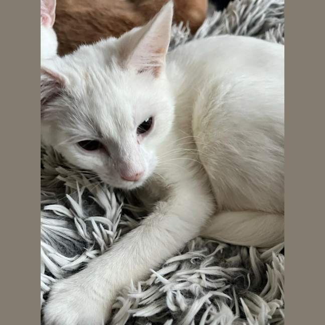 Photo of Leander *9 Lives Project Rescue*