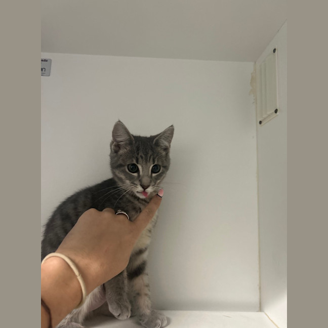 Photo of Luna