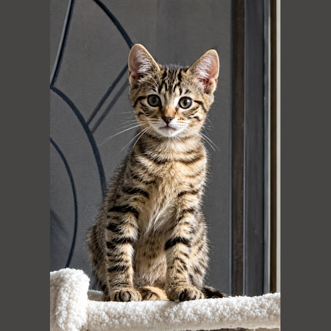 Photo of Cleo