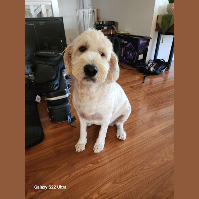 Photo of Kodi