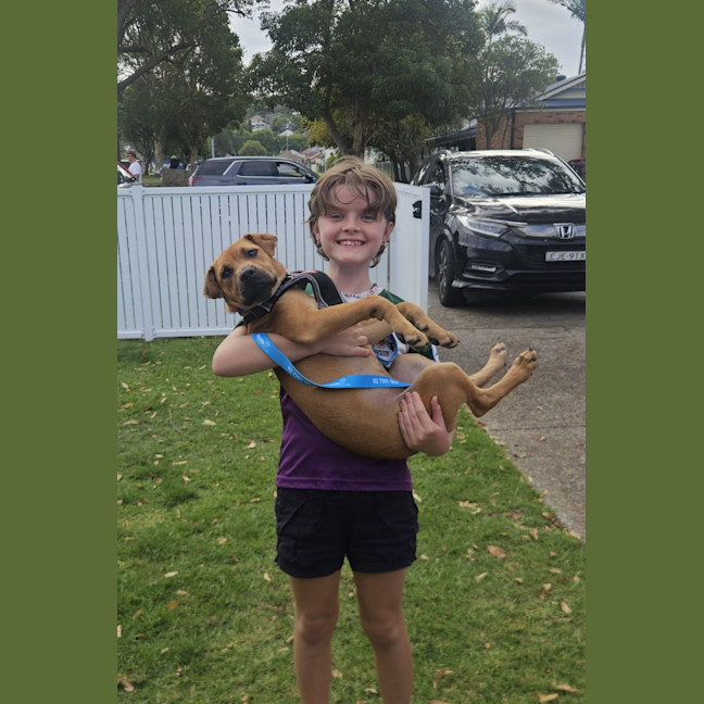 Photo of Winnie   5 Month Old Shar Pei X Staffy