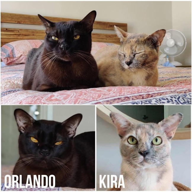 Photo of 12916 & 12917   Kira & Orlando