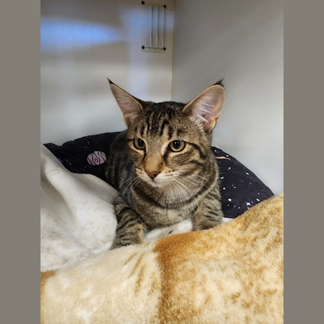 Photo of Ayla