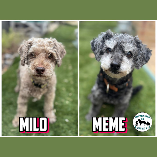 Photo of Milo & Meme 