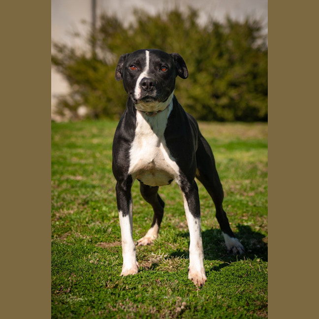 Photo of Cooper