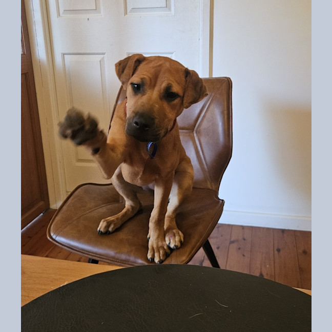 Photo of Winnie   5 Month Old Shar Pei X Staffy