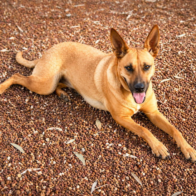 Photo of Candy