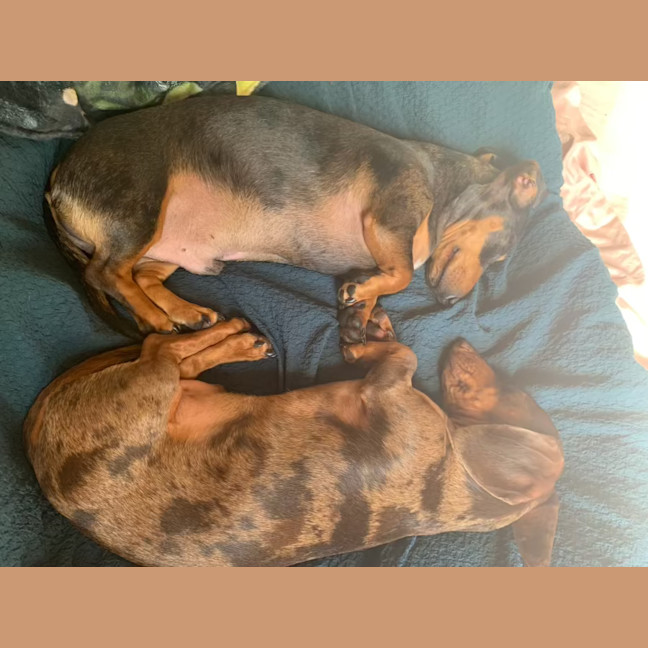 Photo of Bowie And Wombat