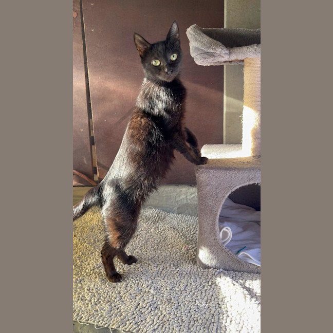 Photo of Bellatrix 
